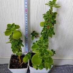 お取り置🌿アロマティカス・aromaticus🌿白プラ鉢🌿3個組🌿の画像