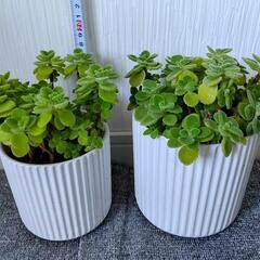 お取り置🌿アロマティカス・aromaticus🌿白陶器鉢🌿2鉢組🌿