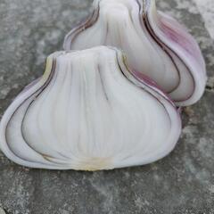 新赤玉ねぎ10個の画像