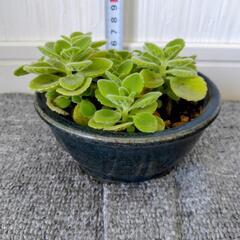 お取り置🌿アロマティカス・aromaticus🌿小型青色陶器鉢🌿の画像