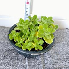 お取り置🌿アロマティカス・aromaticus🌿小型青色陶器鉢🌿の画像
