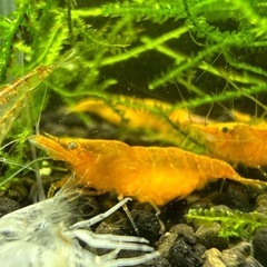 オレンジチェリーシュリンプの画像