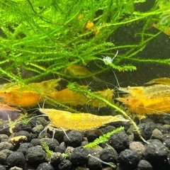 オレンジチェリーシュリンプの画像