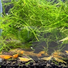 オレンジチェリーシュリンプの画像