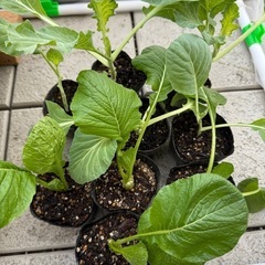 【取引者決定】小松菜とケール　野菜苗　まとめ