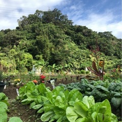 Ａ区画❗️趣味の家庭菜園〜やさい植えてみたい〜好き楽しみ体験〜😊🤚🏻 - 友達