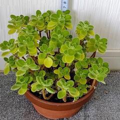 お取り置🌿アロマティカス・aromaticus🌿陶器鉢🌿