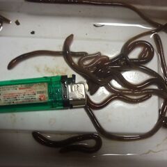 　生き餌　ミミズの画像