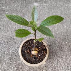 アボカド　苗木の画像