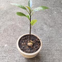 アボカド　苗木の画像