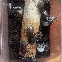 カブトムシ