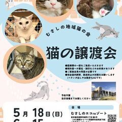 ねこの譲渡会開催　　　むさしの地域猫の会