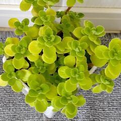 お取り置🌿アロマティカス・aromaticus🌿白陶器鉢🌿