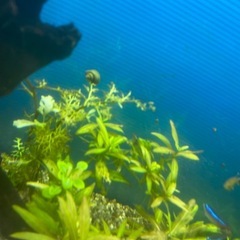 ヒメタニシ ミナミヌマエビ 