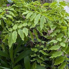 藤（鉢植え）ピンク