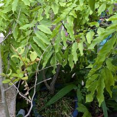 藤（鉢植え）ピンクの画像