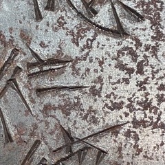 彫金練習用フラットバー 50mm X 200mm X 3mmの画像
