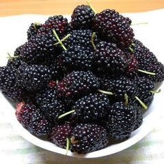 マルベリーの実　朝採り　今回分は全て終了しました！