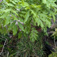 藤（鉢植え）紫の画像