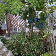 藤（鉢植え）紫