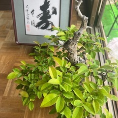 父の日ギフト💝🎁🪴花梨　カリン　盆栽🪴
