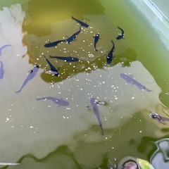 オロチメダカ　10匹　約3〜4㎝　外飼いの画像