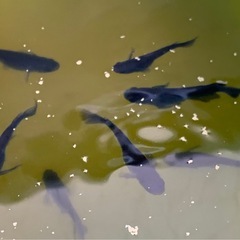 オロチメダカ　10匹　約3〜4㎝　外飼い