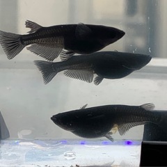 オロチメダカ　10匹　約3〜4㎝　外飼いの画像
