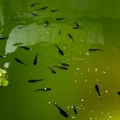 オロチメダカ　10匹　約3〜4㎝　外飼いの画像