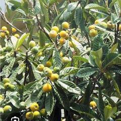枇杷の葉や桑の葉とうちの植物を交換して下さい