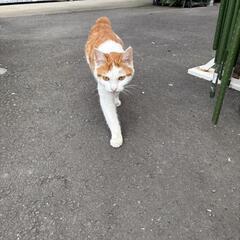 助けて下さい。保護猫です。