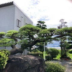 剪定、伐採、草対策等お任せください🎵