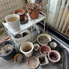 植木鉢　100円で取り放題！の画像