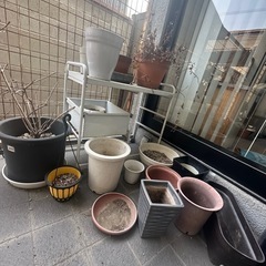 植木鉢　100円で取り放題！