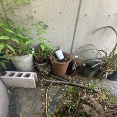 植木鉢　100円で取り放題！の画像