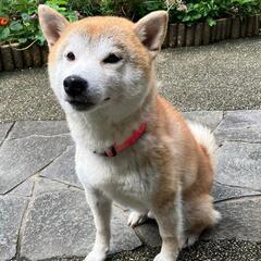 散歩大好き！寂しがりの柴犬くん - 湖西市