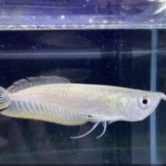 熱帯魚
