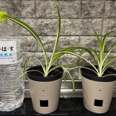 オリヅルラン