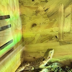 フトアゴトカゲ「ハイカラー」