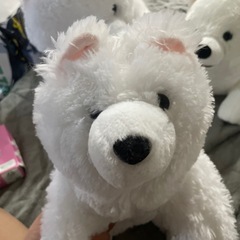 サモエド三兄弟の画像