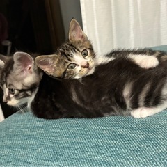 オスメス仲良しです