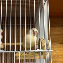 手乗り白文鳥