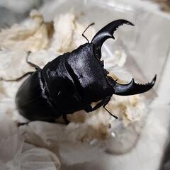 レア種　サンバレスヒラタクワガタ♂️93.5mm♀️フリーサイズ　ペアの画像