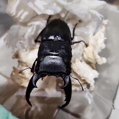 レア種　サンバレスヒラタクワガタ♂️93.5mm♀️フリーサイズ　ペアの画像