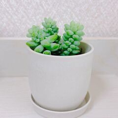 鉢付き　多肉植物　寄せ植え　鉢植え　観葉植物　セダム＆ビアホップ