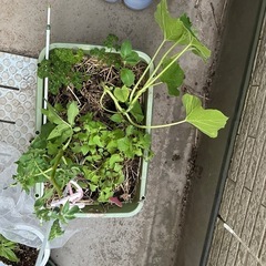 お取引き中　
プランター　パセリ　青紫蘇