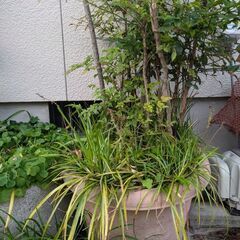 南天（赤）の画像