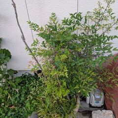南天（赤）の画像