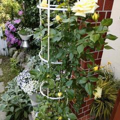 写真の薔薇の挿し穂２本…まだあります!の画像