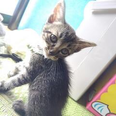 仔猫を大事に可愛がってくれる方募集🐱❤️